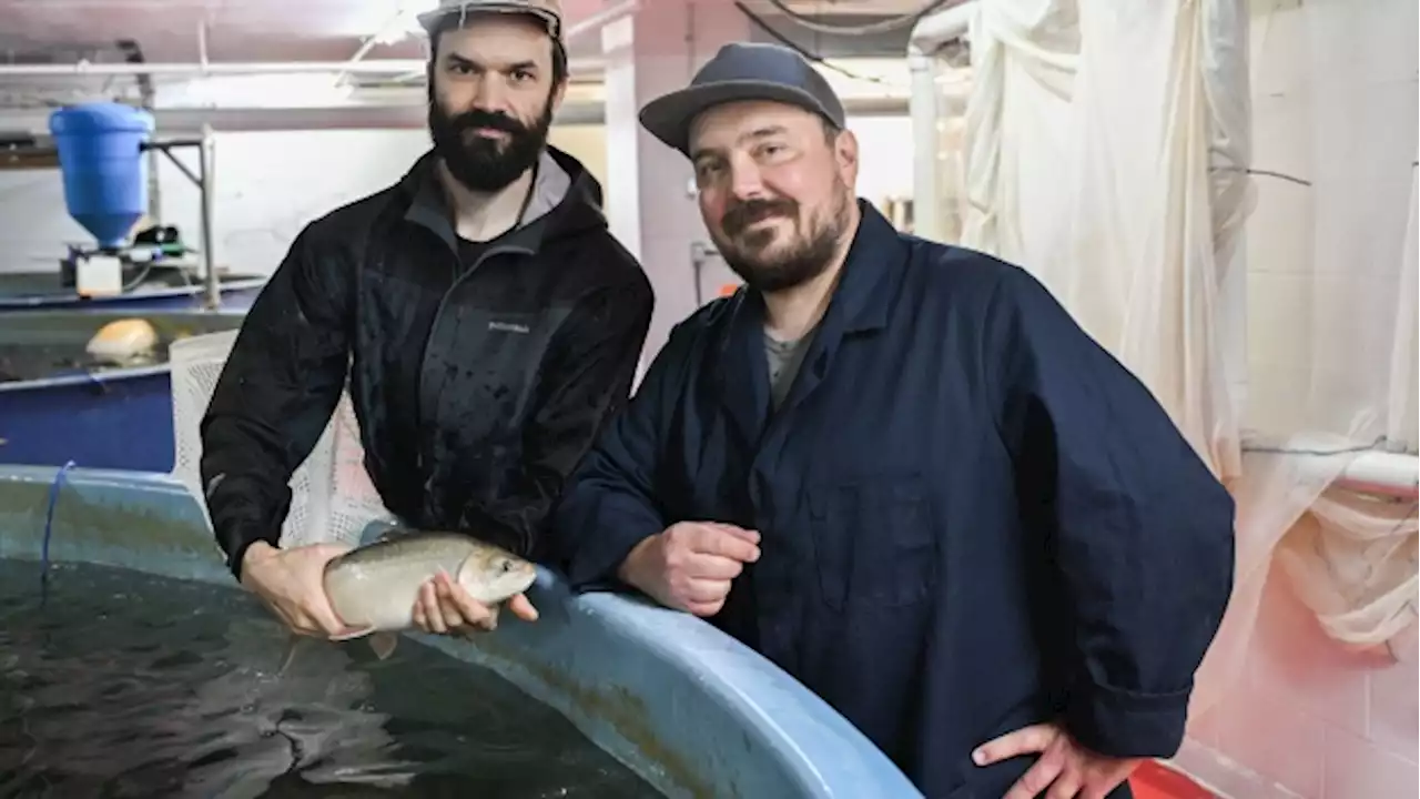 Montreal urban fish farmers say their Arctic char cuts greenhouse gases and waste