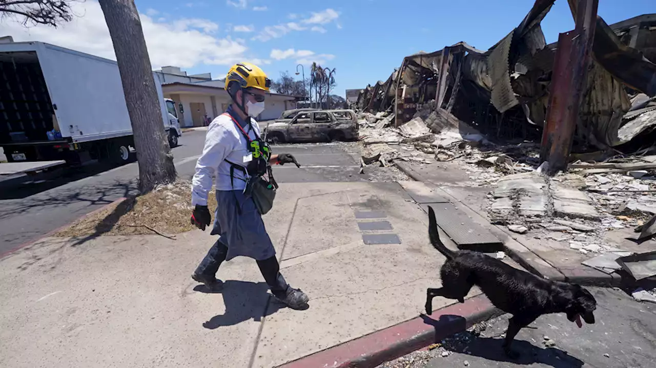 Tourists are urged to avoid Maui as hotels prepare to take in evacuees and first responders