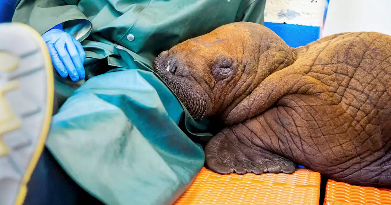 Rescued baby walrus getting 'round-the-clock' cuddles as part of care regimen dies in Alaska