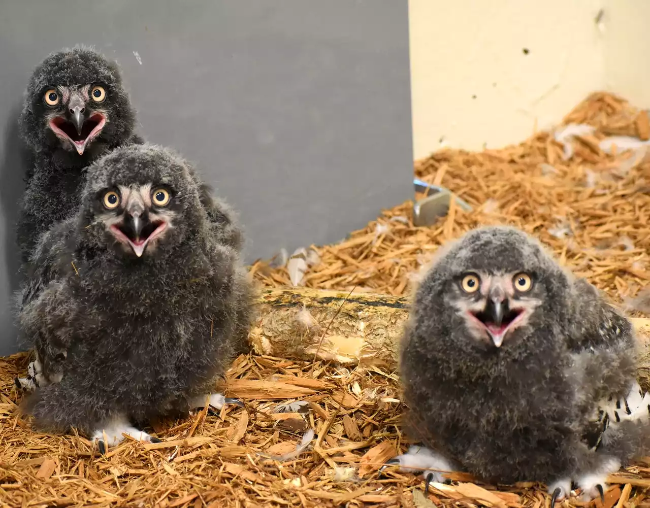 3 snowy owlets hatch at Akron Zoo