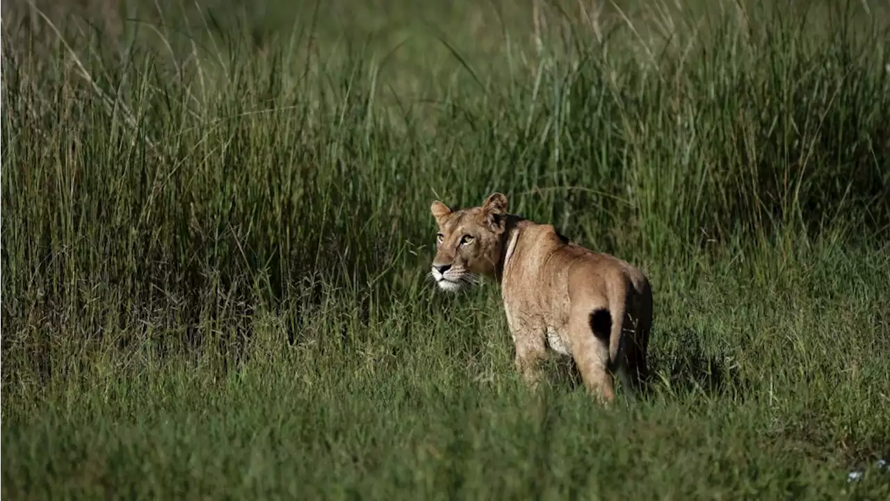 Lioness shot dead after escaping from farm in South Korea