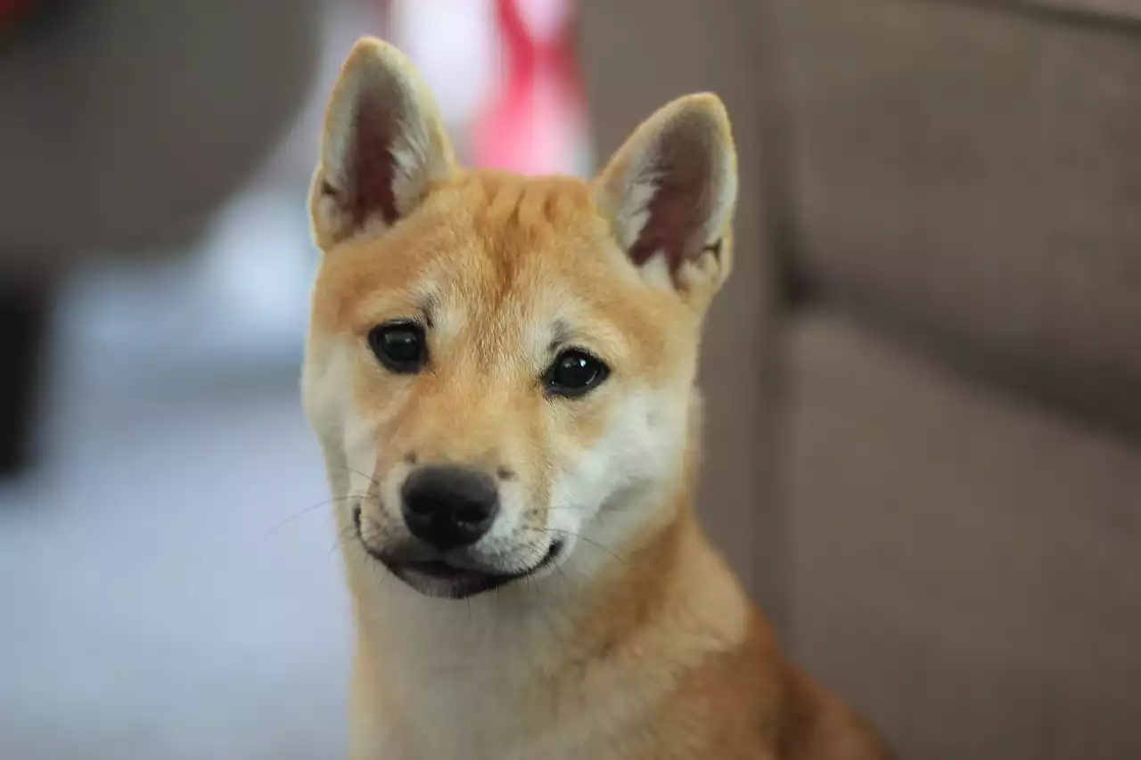 Shiba Inu Kurs steigt 10 % in einer Woche - dieser Memecoin könnte profitieren