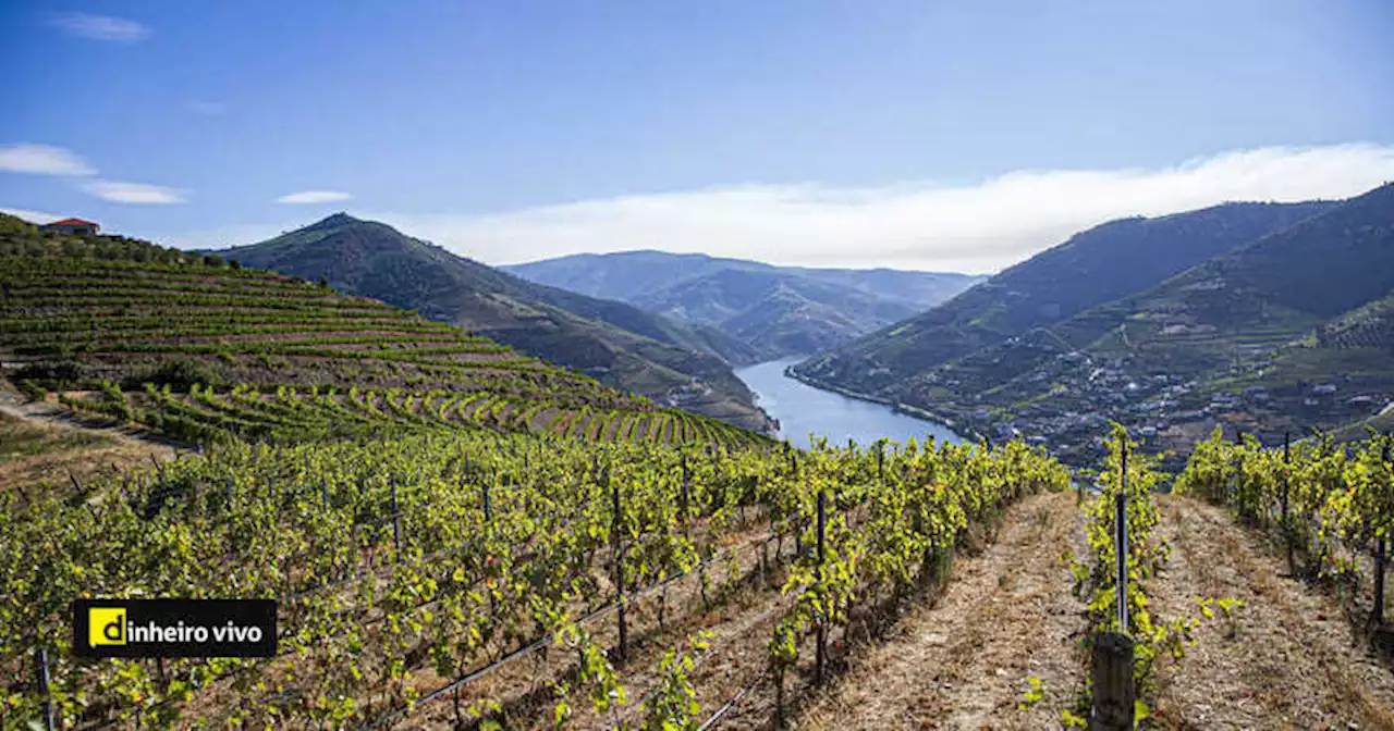 No Douro dá-se início à festa das vindimas com expectativa de aumento de produção