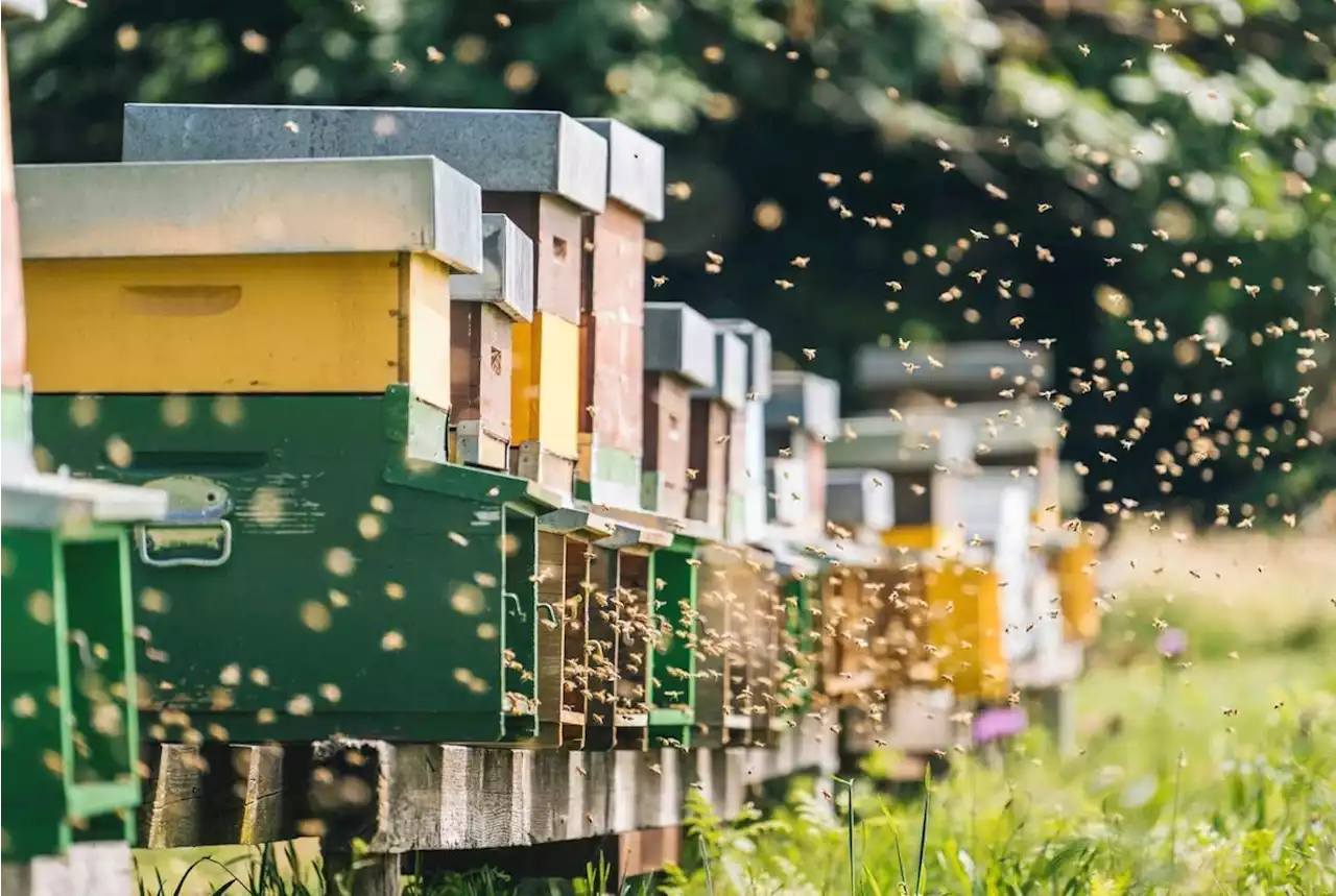 Voici les effets relaxants de l'étonnant yoga des abeilles