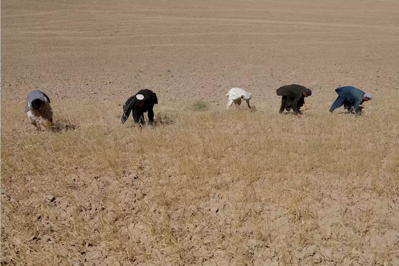 Prolonged drought deepens Afghanistan’s humanitarian crisis