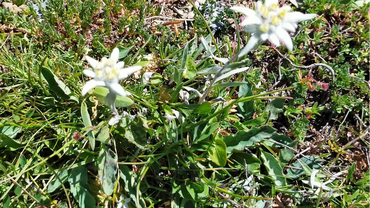 Biodiversité : une vingtaine de randonneurs verbalisés en Savoie pour avoir cueilli des brins de génépi et des fleurs d'edelweiss