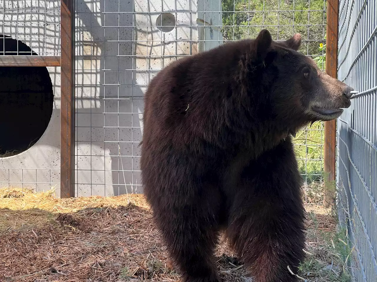 Bear Known As 'Hank The Tank' Moved To Sanctuary After Breaking Into 21 Homes