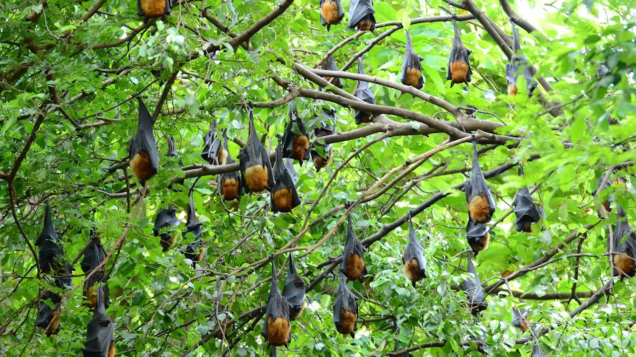 AI is helping scientists tackle the UK’s biodiversity problem