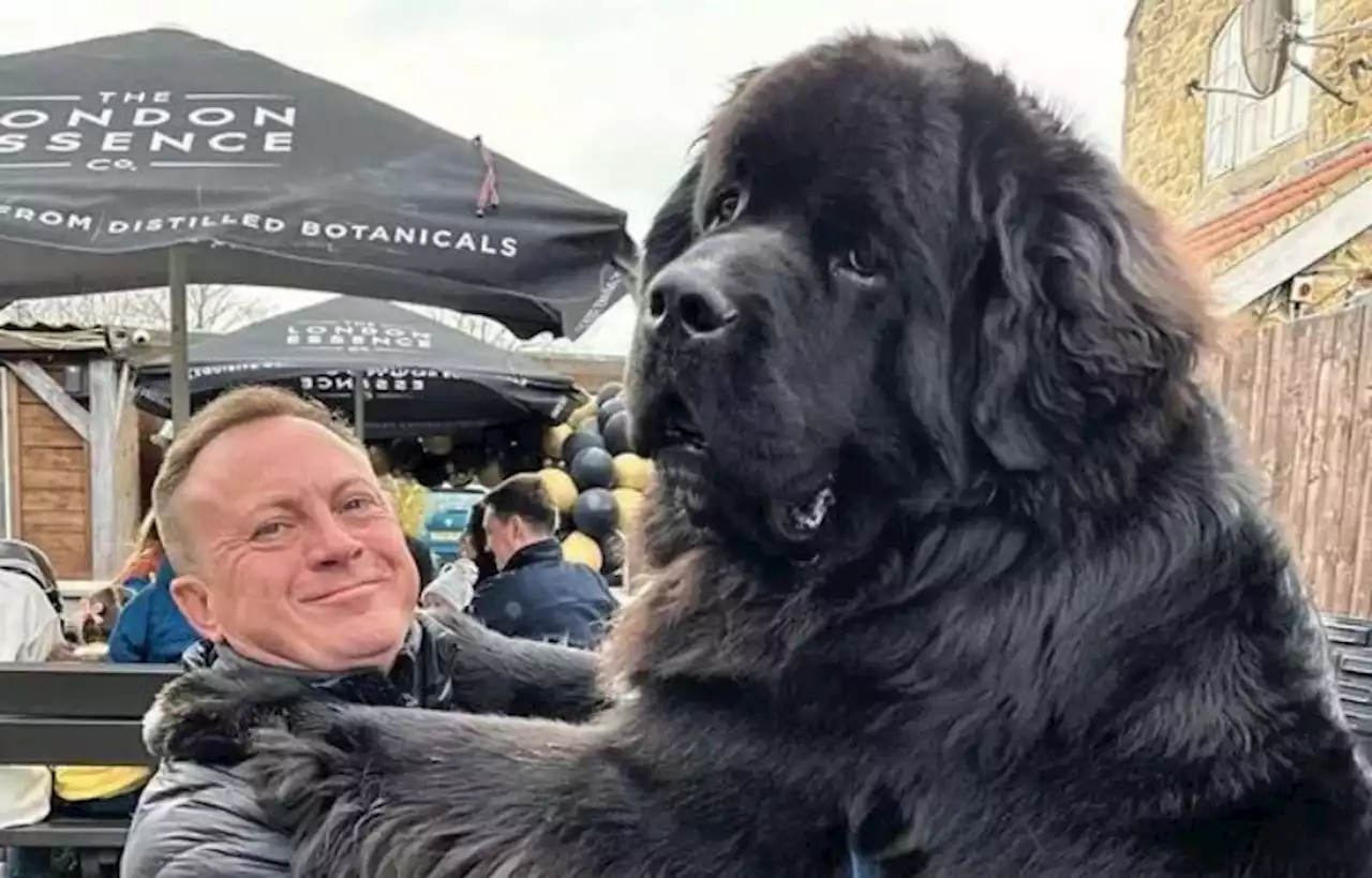 'Sweetheart' puppy weighing 11st thinks he's a lapdog