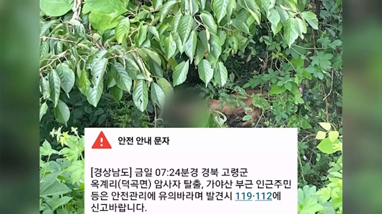 경북 고령 농원서 탈출한 암사자 사살…'불법 사육 추정'