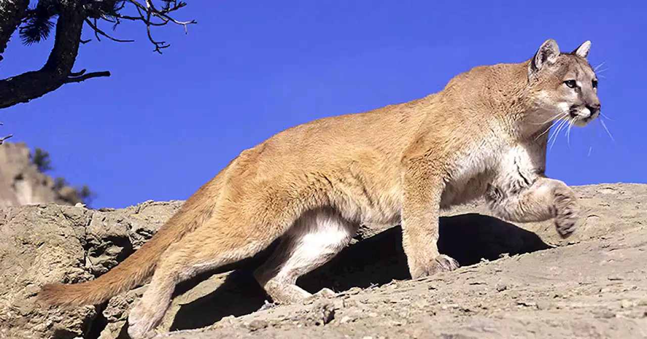 Mountain lion spotted at Sharon Heights golf club in Menlo Park