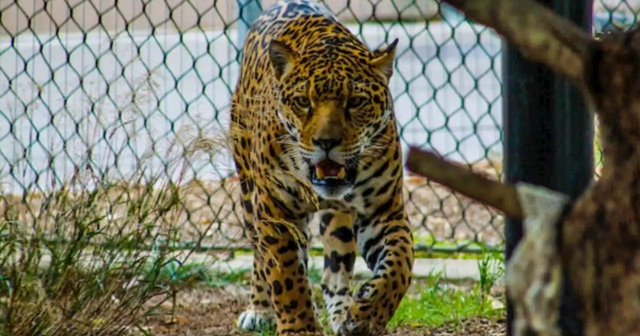 Jaguar fue sacrificado luego de atacar a una mujer de la comunidad Emberá