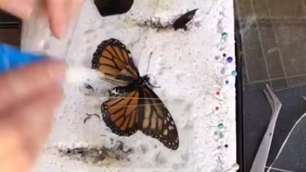 Mujer 'opera' ala rota a mariposa Monarca; la cuida hasta hacerla volar │ VIDEO