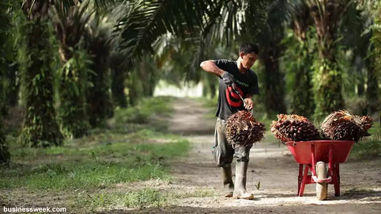 Kompak, Negara Produsen CPO Jadikan Anak Muda Duta Kelapa Sawit