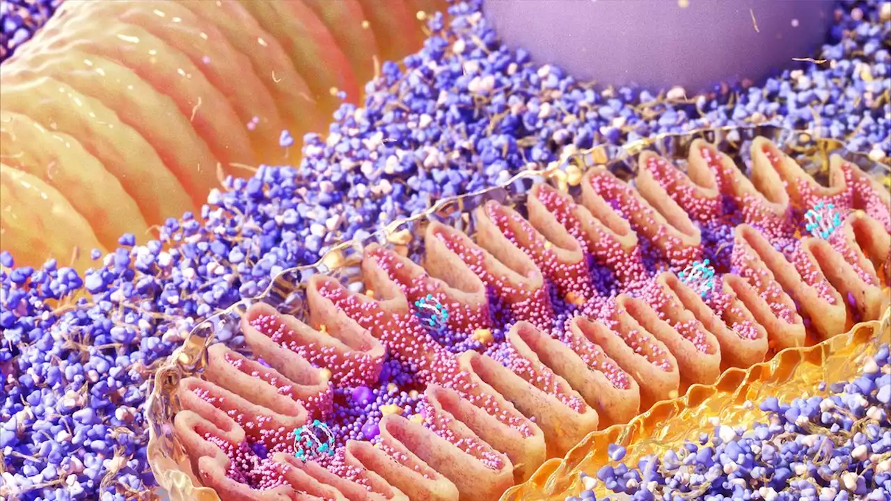 Relatives of the 1st mitochondria may be living in geothermal hot springs today