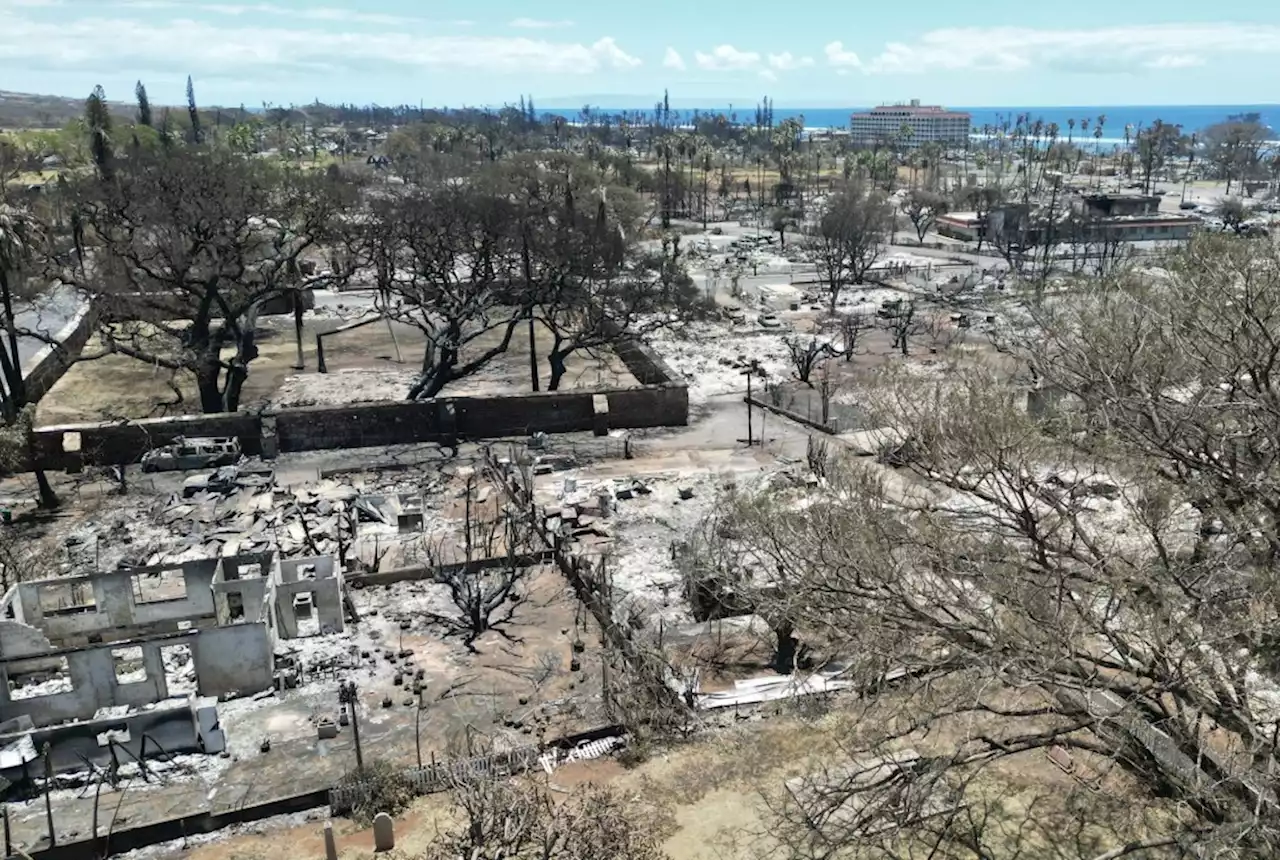 In search for cause of Hawaii’s wildfires, lawyers probe power lines