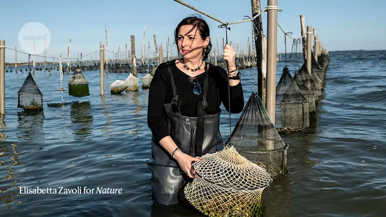 Can oyster farming help save the planet?