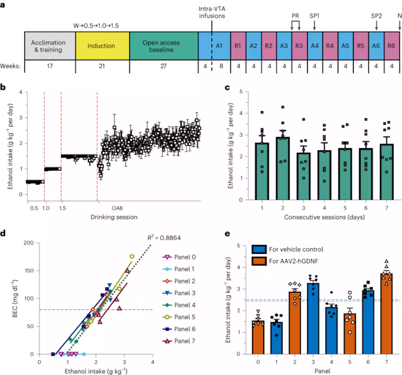 GDNF gene therapy for alcohol use disorder in male non-human primates