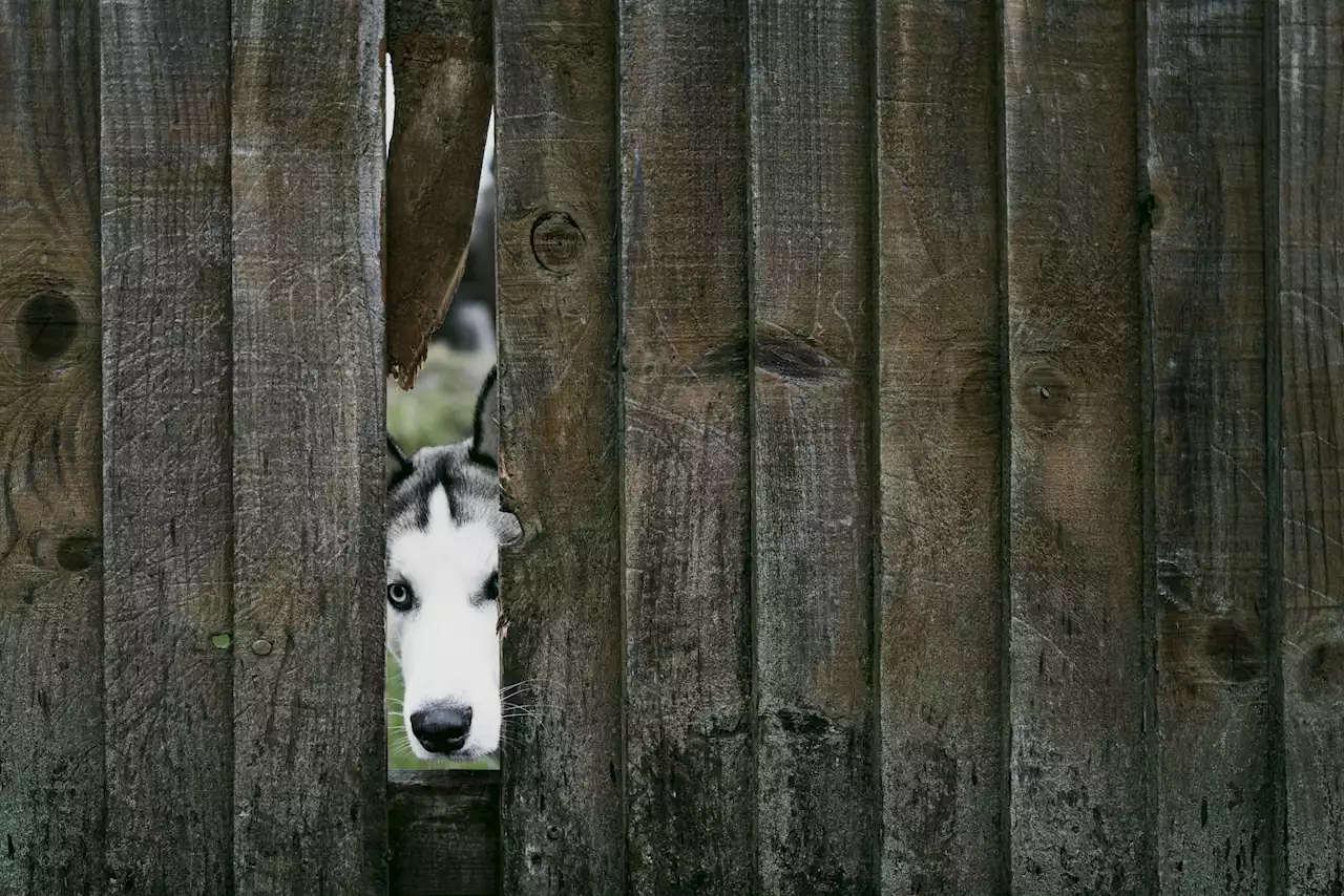 'My neighbors are throwing dog poop in my yard'