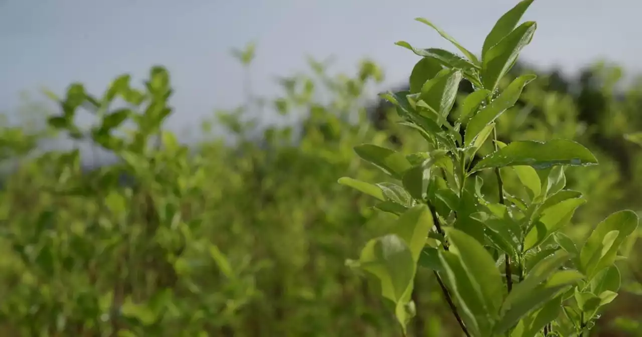 Esta es la ruta del narcotráfico: Colombia la cultiva y Ecuador es un acopio