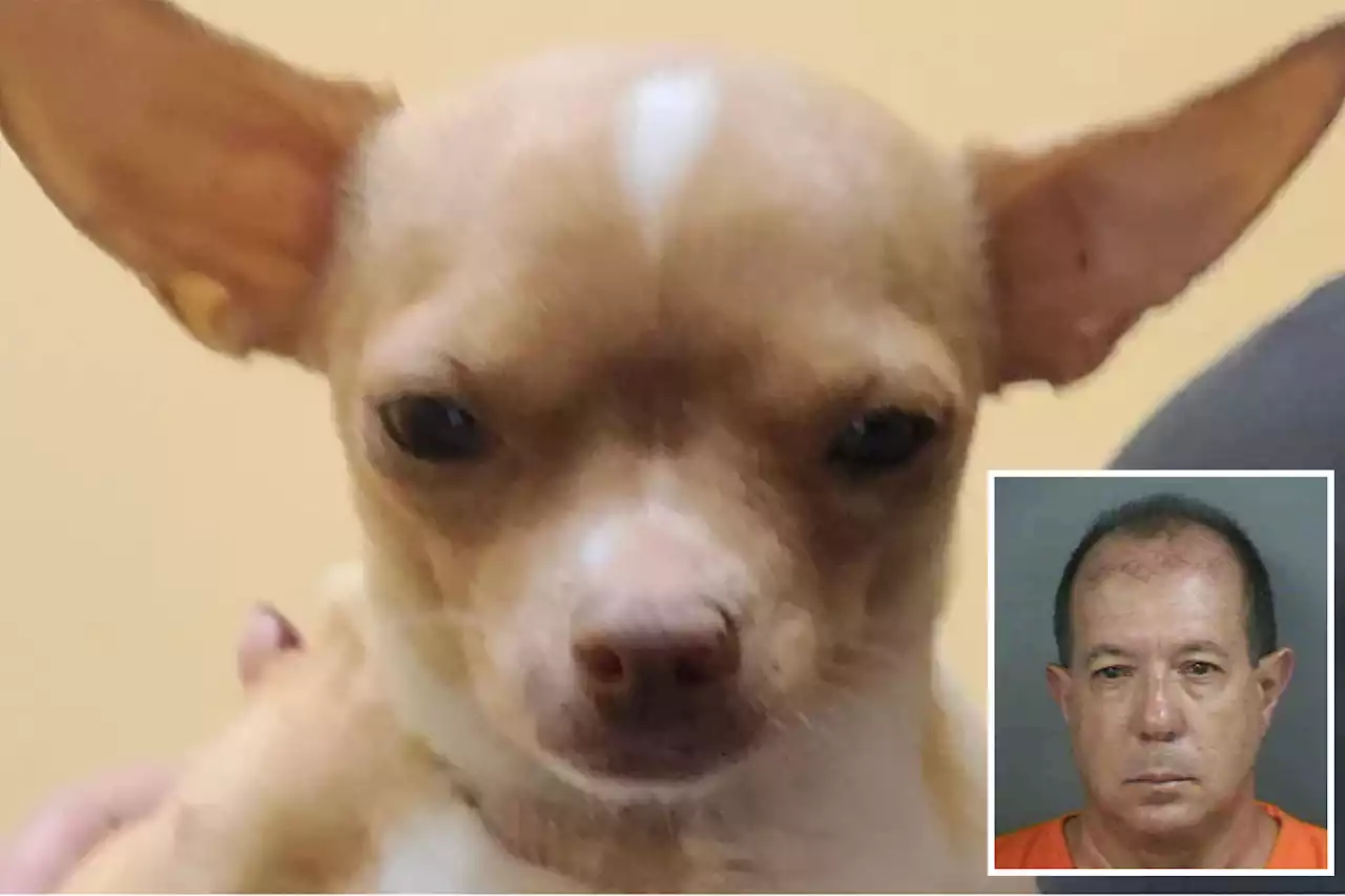 Florida man, 61, posed as vet, operated on pregnant dog that later died: sheriff