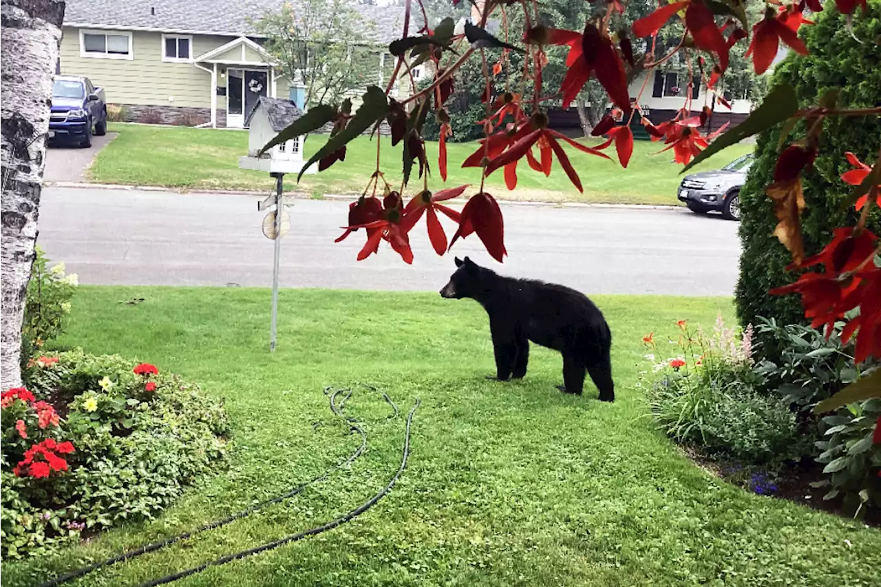 Opinion: Prince George delivers food, garbage and death for bears