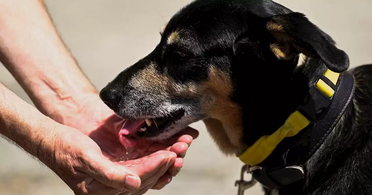 En doloroso ataque: perro mordió genitales de un niño y su familia fue amenazada por denunciar