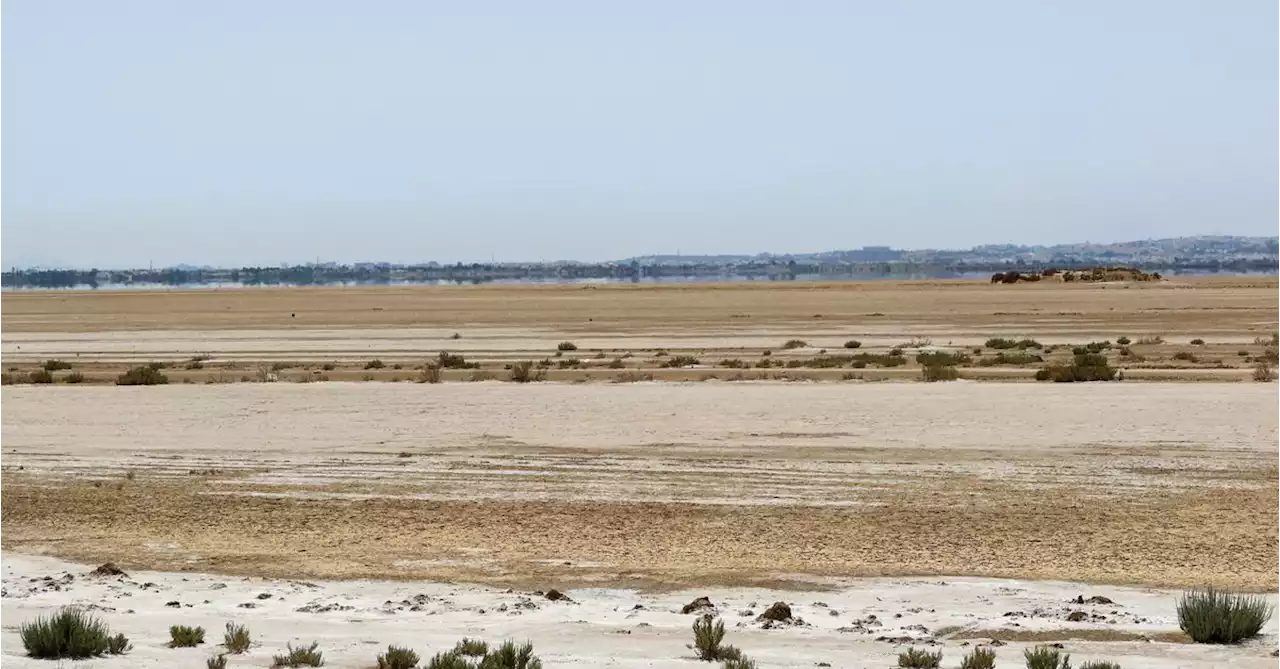 Changing climate pushes migrating birds from parched Tunisian wetlands