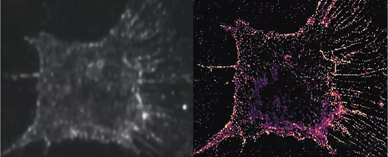 We Just Got An Unprecedented Look At The Details of Cell Division