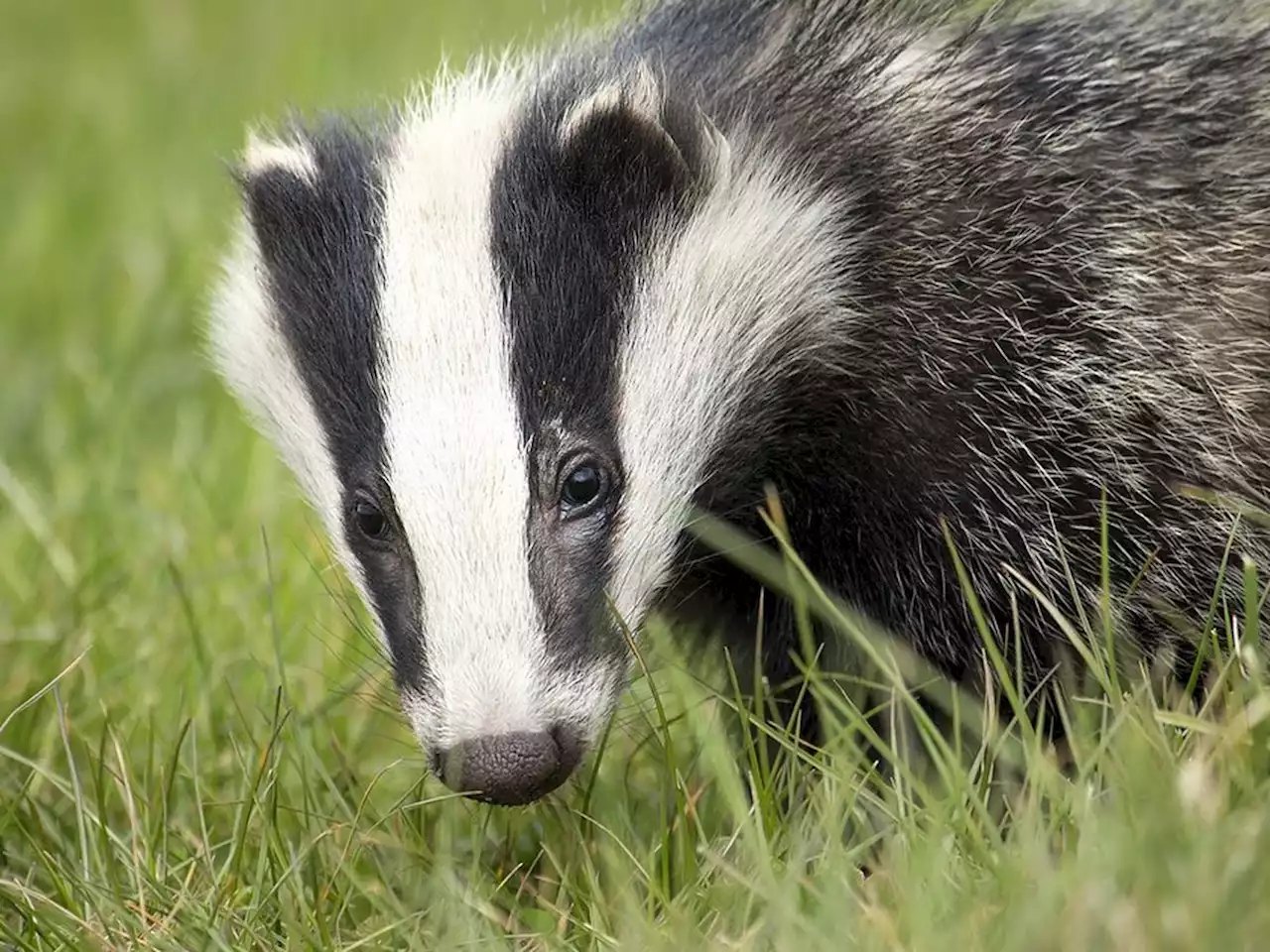 Man fined hundreds of pounds at court after interfering with badger sett