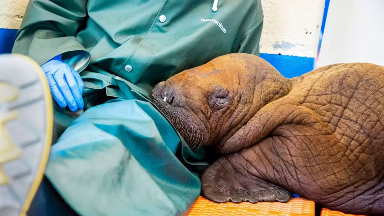 Abandoned walrus pup given 'round-the-clock' cuddles has died