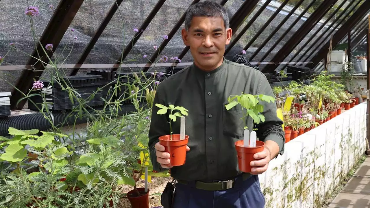 Seeds from Hiroshima atomic bomb 'survivor tree' growing in Glasgow