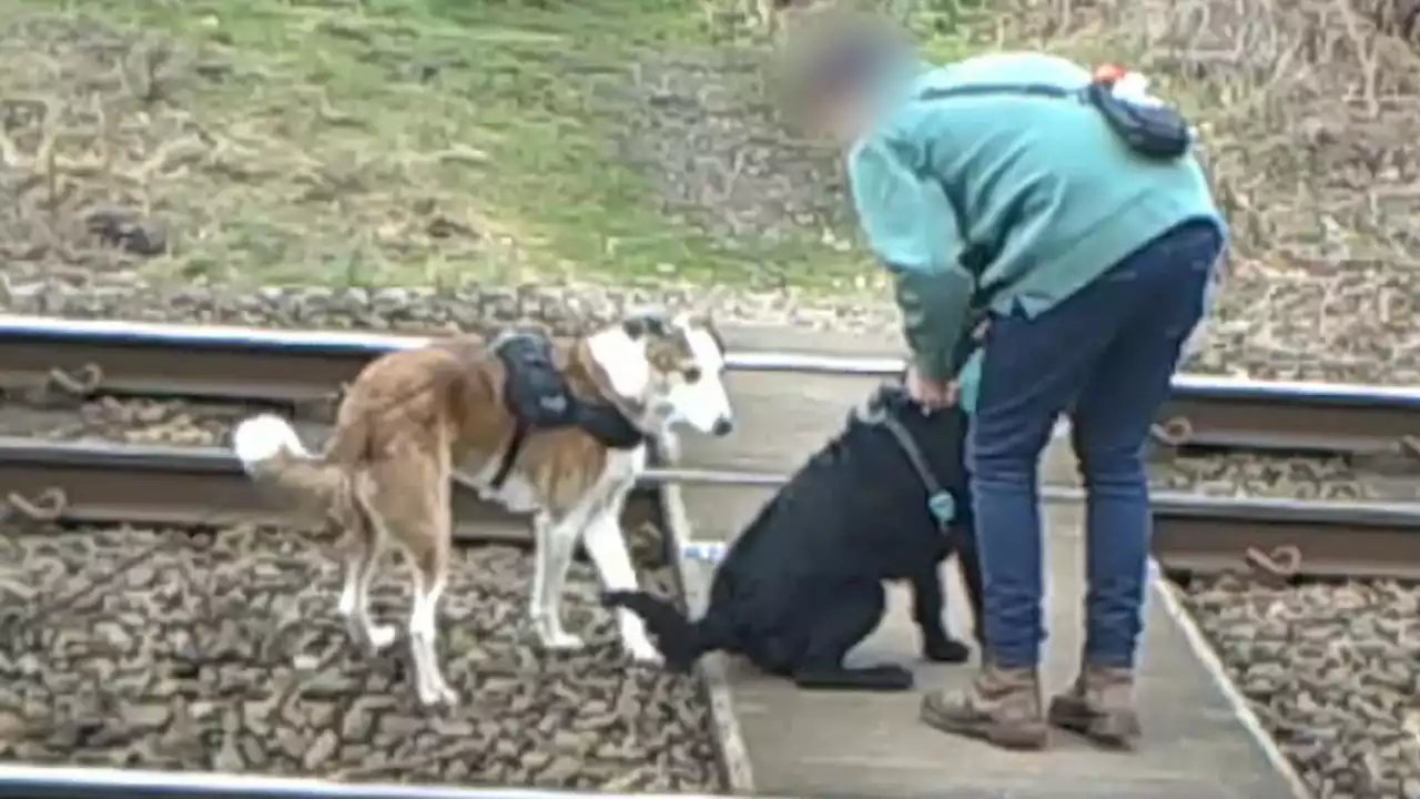 Shocking footage shows 'incredibly dangerous behaviour' on level crossings