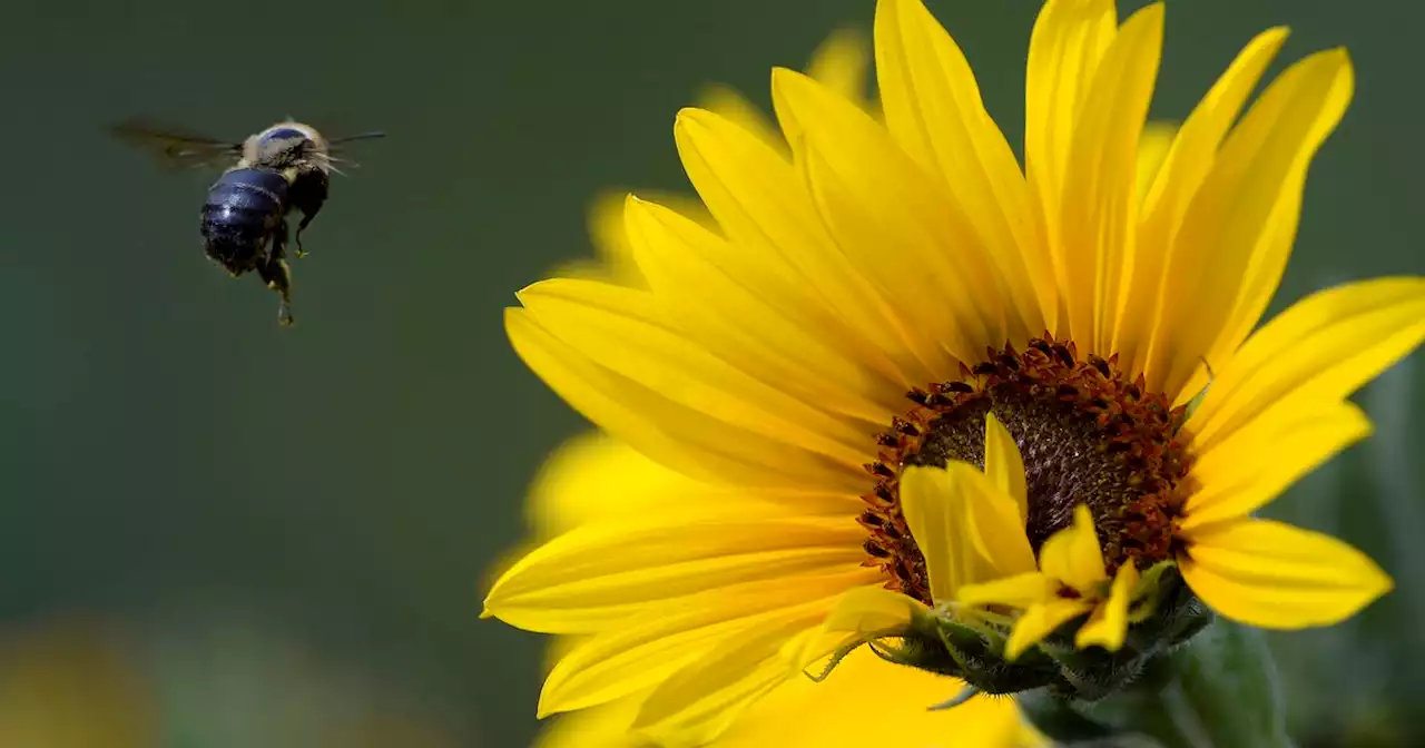 Letter: Salt Lake City Compliance is coming for your sunflowers