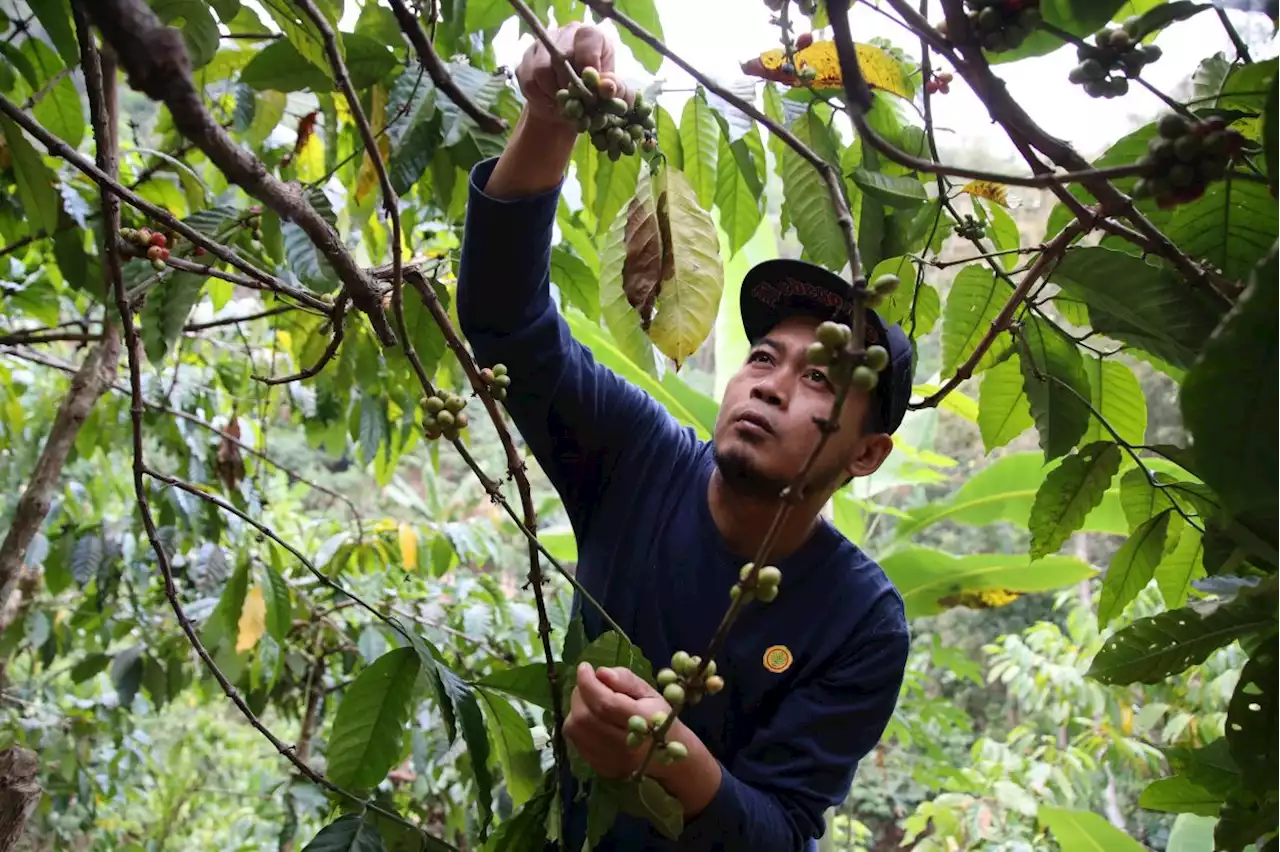 From too wet to bone dry: Indonesian coffee crop faces El Nino jolt