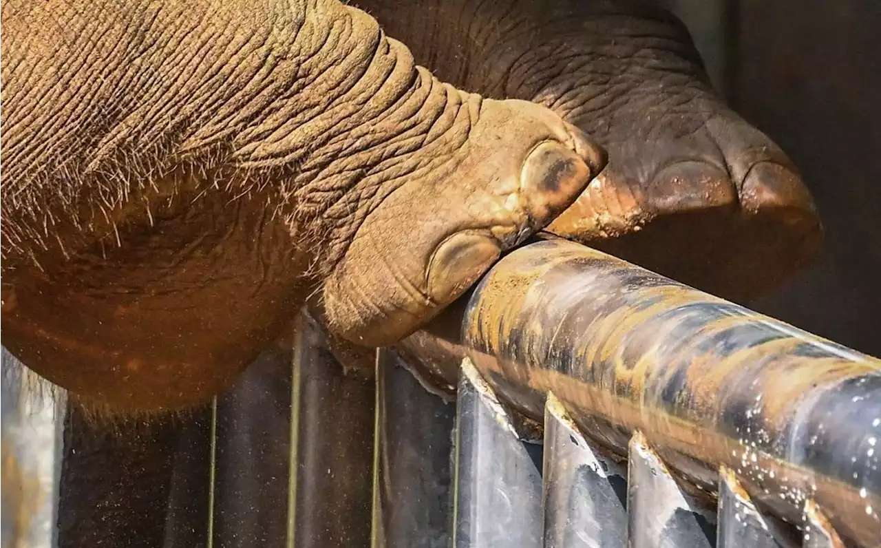 Orang Asli woman dies after being trampled by elephant near Gerik durian farm