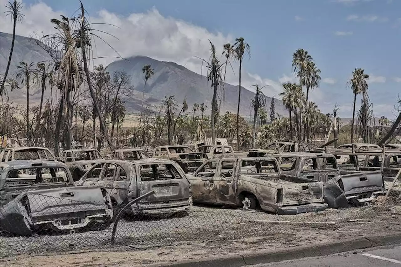 How invasive plants caused the Maui fires to rage