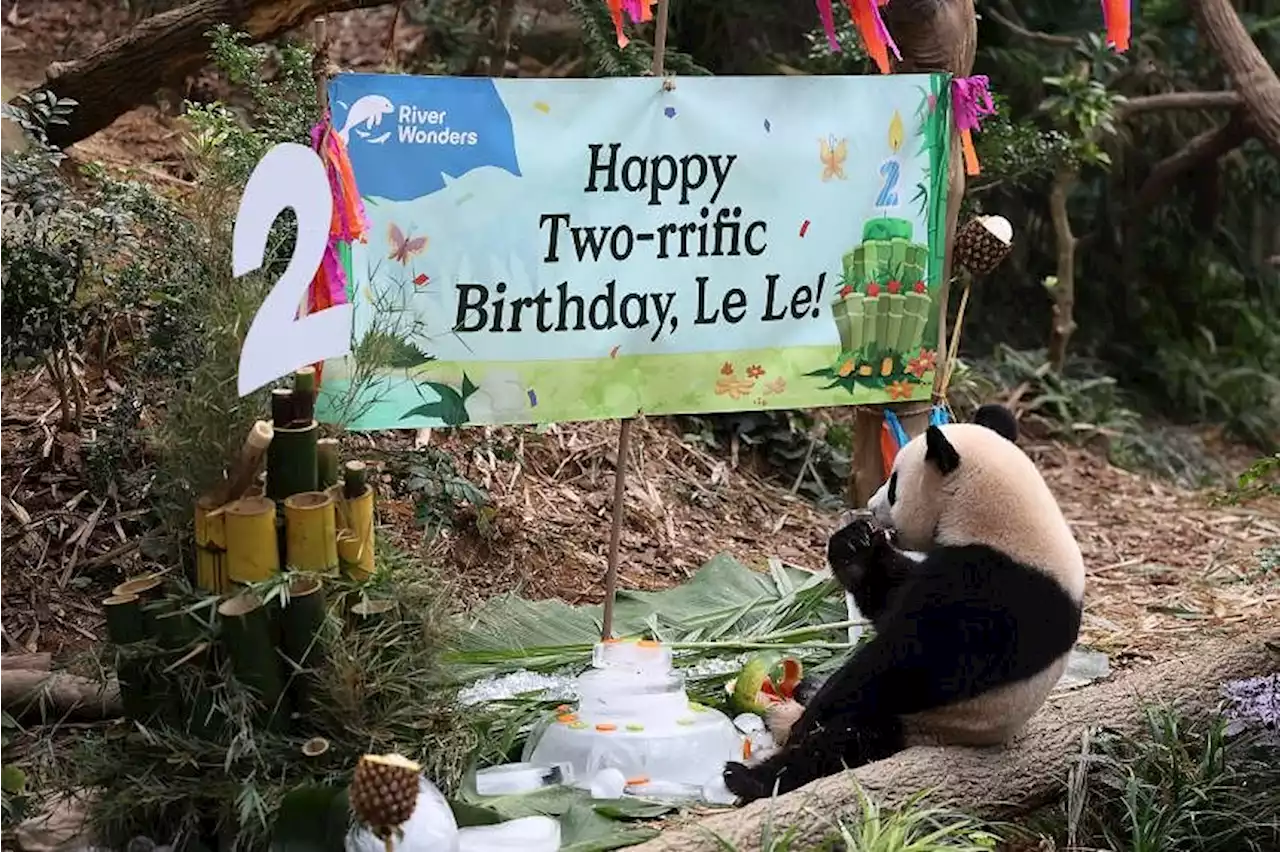 Fans turn up at River Wonders to celebrate S’pore-born panda Le Le’s 2nd birthday