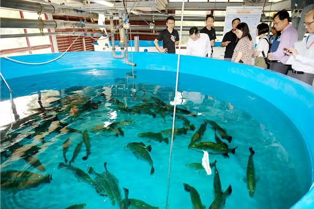 S’pore’s tropical aquaculture tech expertise can be exported to neighbours: SFA director