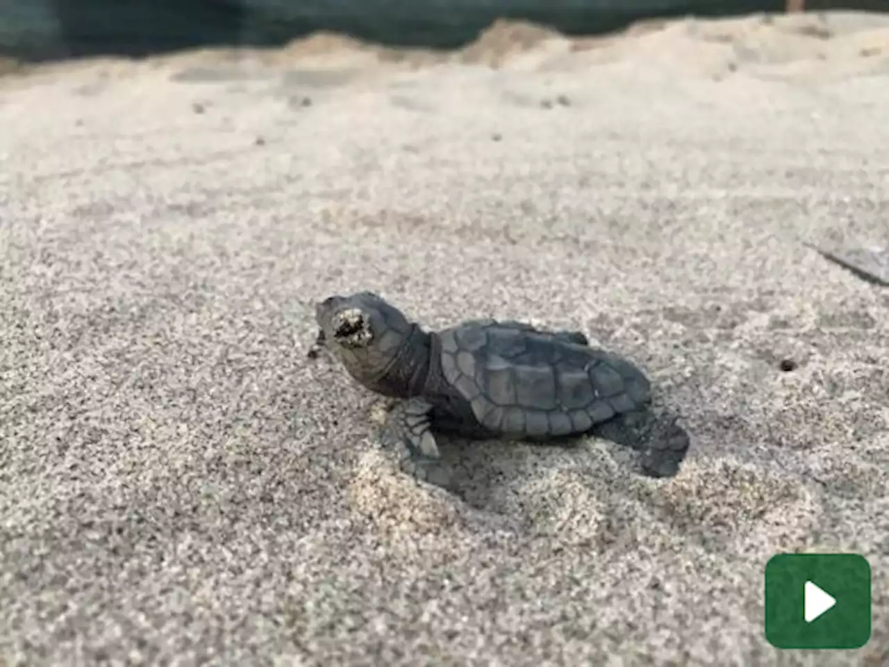 Tartarughe marine: nuova nascita di Caretta Caretta all'isola d'Elba