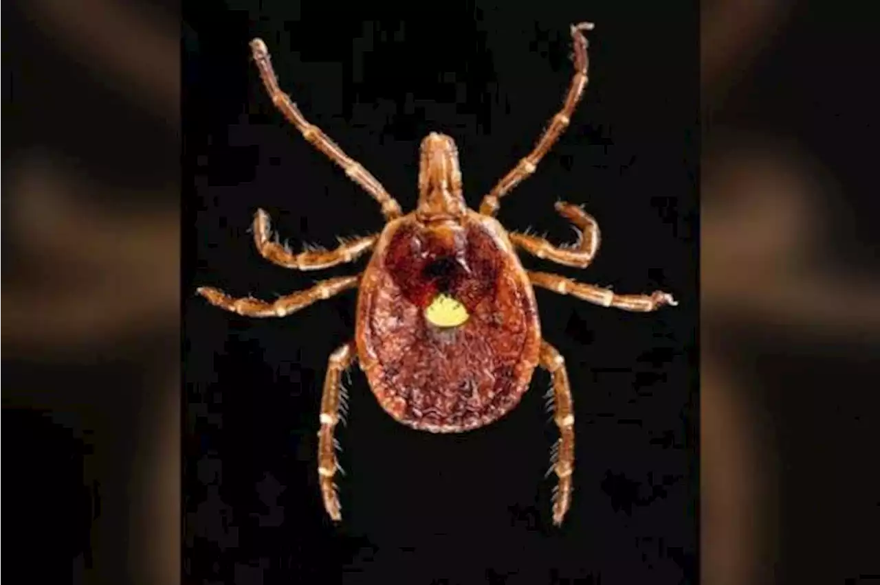 Man in Britain faces life-threatening allergy to red meat after tick bites