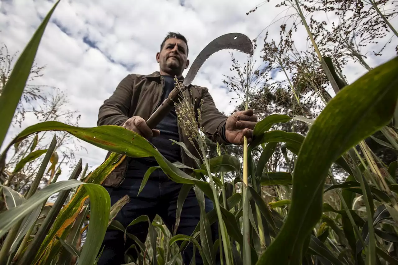 Falta de mão de obra ameaça produção de vassouras de sorgo