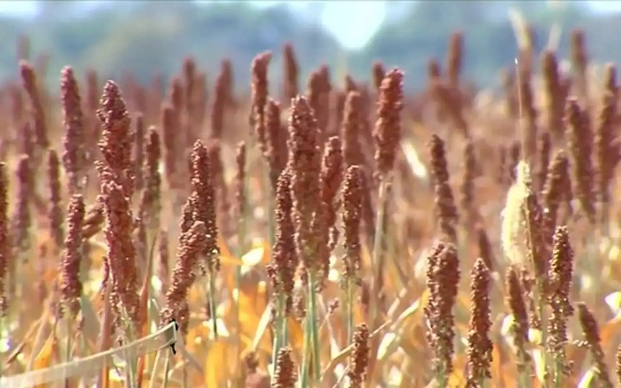 Sorgo ganha espaço em áreas onde a 'janela' do milho é apertada