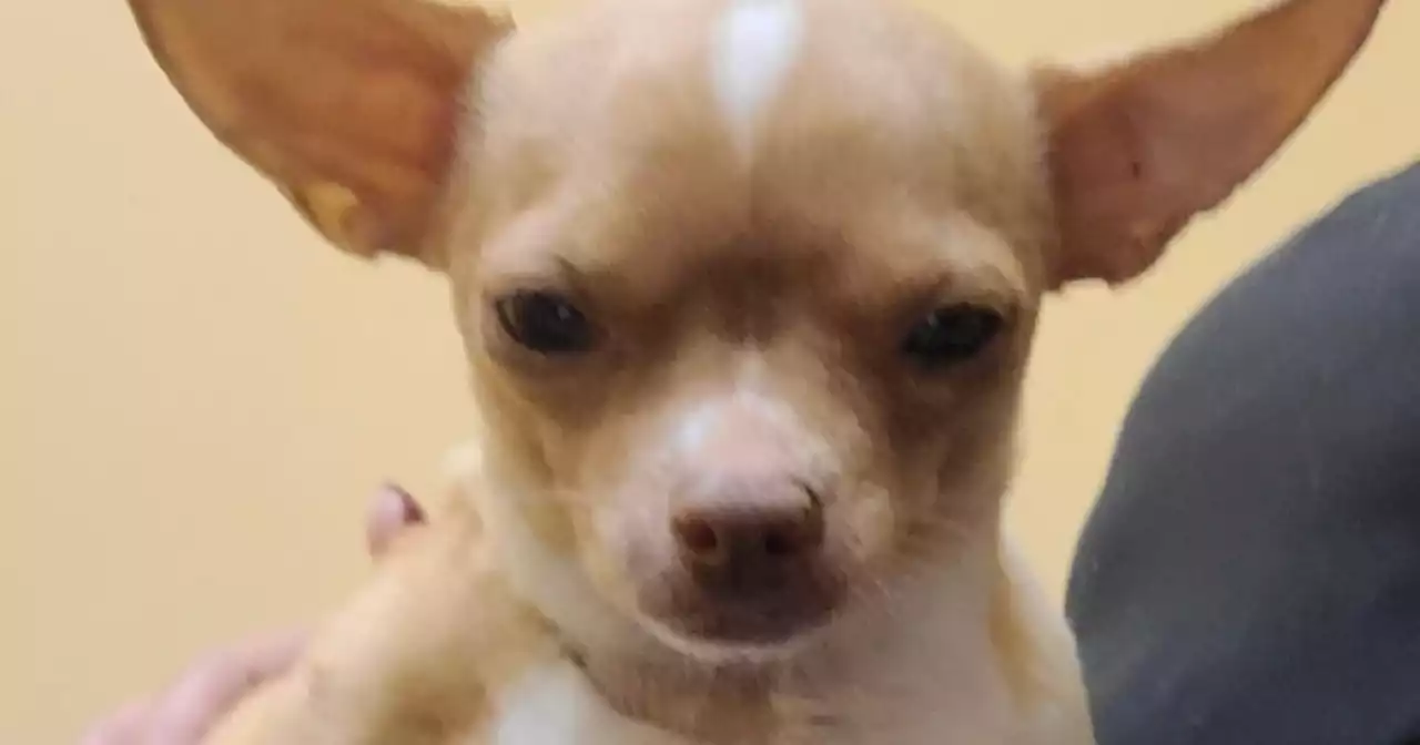 Pet groomer allegedly poses as vet, performs surgery on Chihuahua