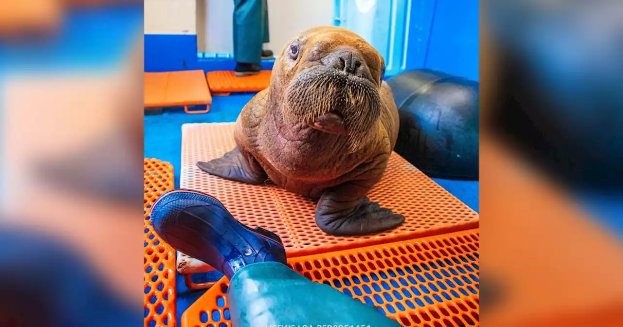 Rare walrus calf under 24/7 cuddle care in Alaska has died