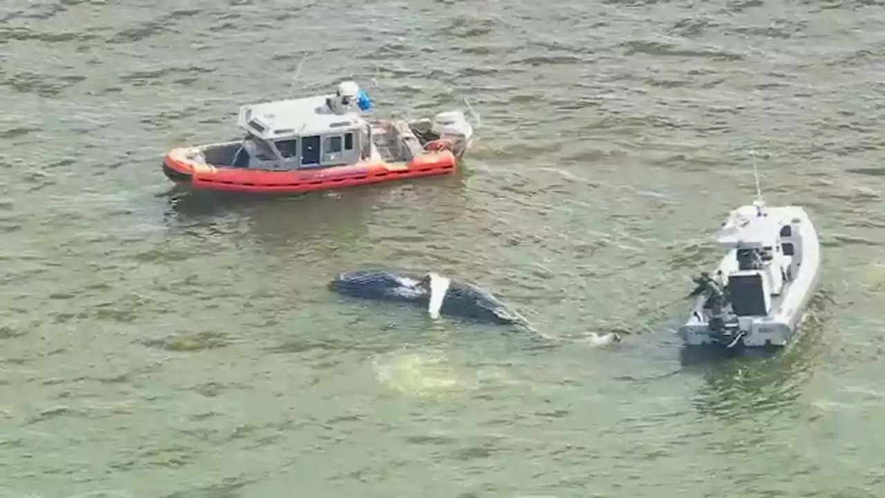 Dead whale washes ashore on Atlantic Beach in Nassau County