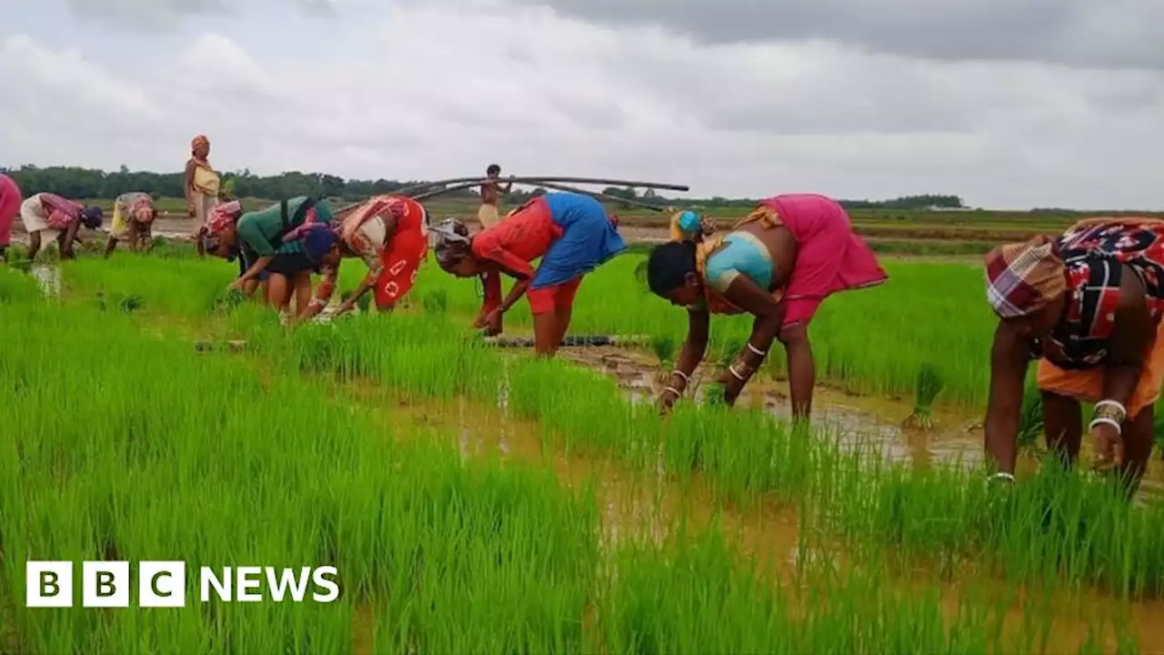 Back to the future for India's rice farmers