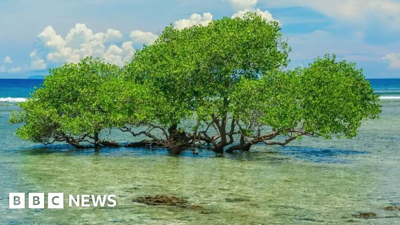 Burning mangrove trees for a living: 'I'd quit tomorrow if I could'