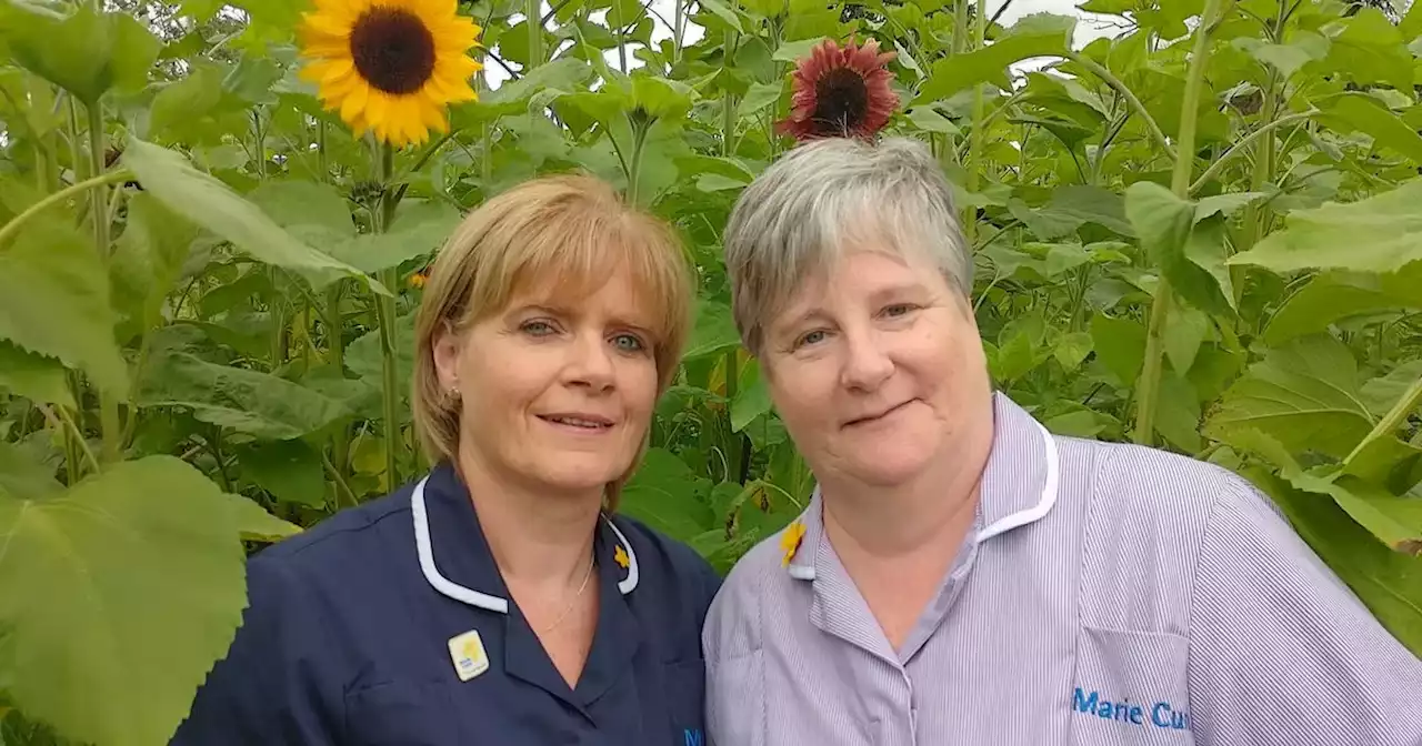 Northern Ireland farmer throws open sunflower field in aid of two charities