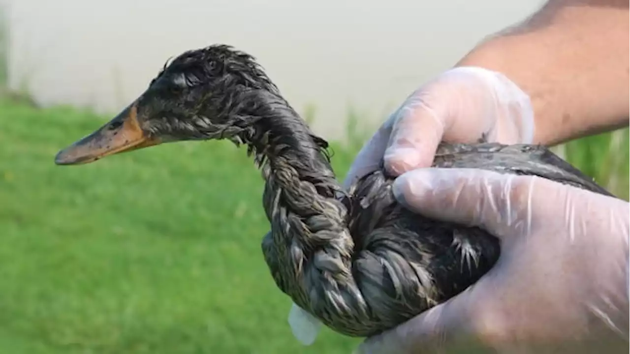 Dead fish, ducks found after runoff from industrial fire seeps into 2 Toronto creeks, province says